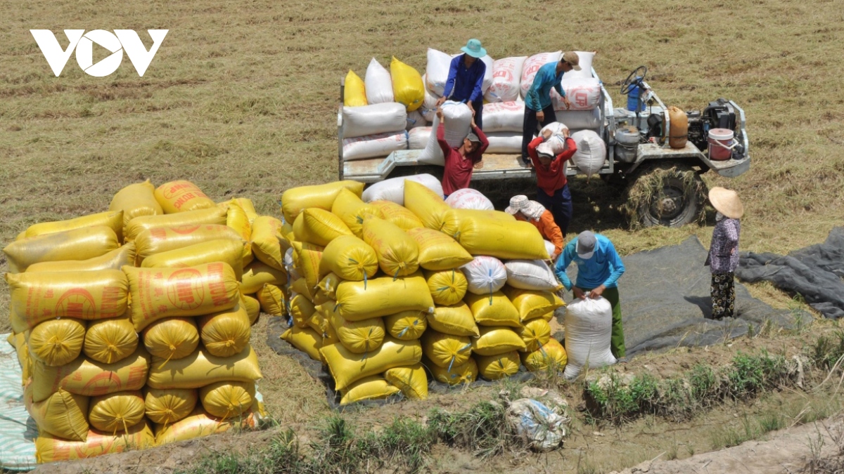 Positive signs anticipated for rice exports in 2024